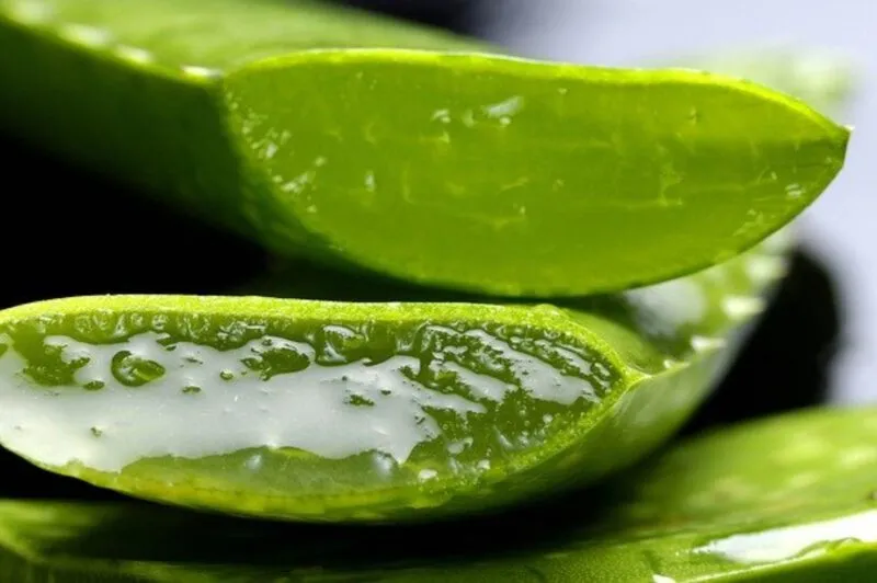 Dlaczego warto pić aloes?